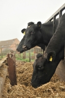 Picture of two Holstein Friesian cows