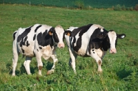 Picture of two Holstein Friesians walking in field