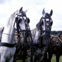 Picture of two horses at world driving championships, windsor '80