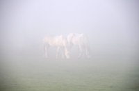 Picture of Two horses grazing in mist