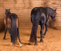 Picture of two horses in a stable, back view