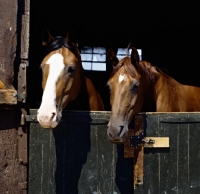 Picture of Two horses in a stable