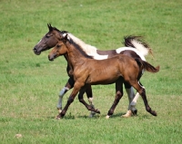 Picture of two horses in field