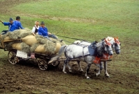 Picture of two horses in harness in driving event