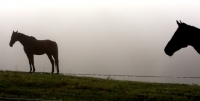 Picture of two horses in misty field