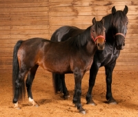 Picture of two horses looking at camera