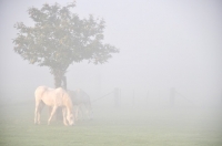 Picture of Two horses near tree in mist