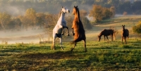 Picture of two horses rearing