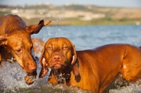 Picture of two Hungarian Vizsla dogs in water