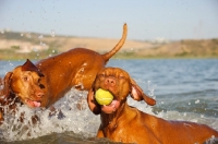 Picture of two Hungarian Vizsla dogs playing together