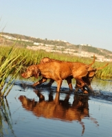 Picture of two Hungarian Vizsla (shorthair) dogs walking in water