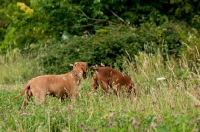 Picture of two Hungarian Vizslas amongst greenery