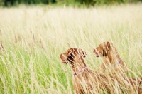 Picture of two Hungarian Vizslas in field