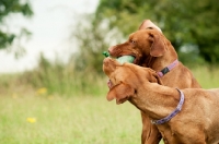 Picture of two Hungarian Vizslas playing together
