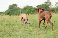 Picture of two Hungarian Vizslas