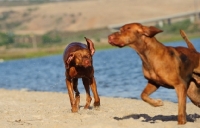 Picture of two Hungarian Vizsla