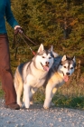 Picture of two Huskies pulling lead