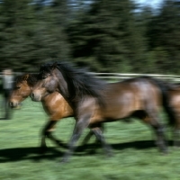 Picture of Two huzels in motion, cantering