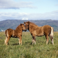 Picture of Two iceland horse foals at Olafsvellir
