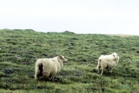 Picture of two iceland sheep in iceland