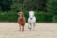 Picture of two Icelandic horses trotting in field