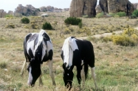 Picture of two indian pintos in usa