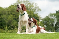 Picture of two Irish red and white setters