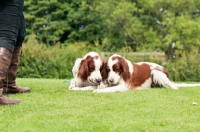Picture of two Irish red and white setters lying down