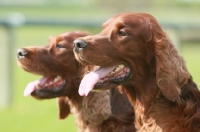 Picture of two Irish red setters