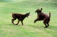 Picture of two irish setter puppies from cornevon playing