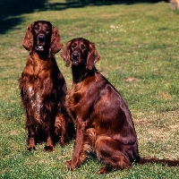 Picture of two irish setters