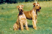 Picture of two Irish Terriers