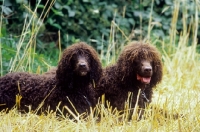 Picture of two Irish Water Spaniel dogs together