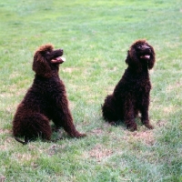 Picture of two irish water spaniels looking up