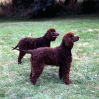 Picture of two irish water spaniels standing next to each other