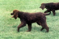 Picture of two irish water spaniels walking