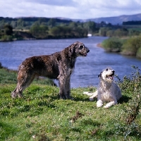 Picture of two irish wolfhounds from drakesleat lying and standing by river severn
