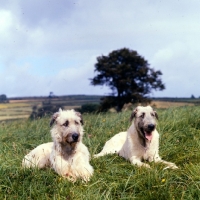 Picture of two irish wolfhounds lying in a field