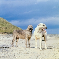 Picture of two irish wolfhounds on a beach in ireland