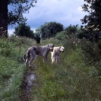 Picture of two irish wolfhounds on a path