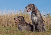 Picture of two Irish Wolfhounds, one sitting one lying down