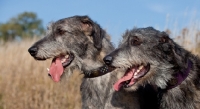 Picture of two Irish Wolfhounds, profile
