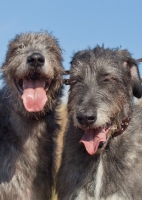Picture of two Irish Wolfhounds