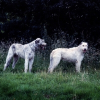 Picture of two irish wolfhounds