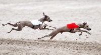 Picture of two Italian Greyhounds racing