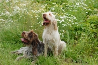 Picture of two italian spinone dogs