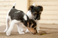 Picture of two Jack Russell puppies