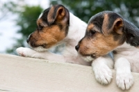 Picture of two Jack Russell puppies