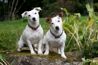 Picture of two Jack Russell Terriers in a garden