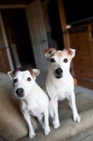 Picture of two jack russell terriers standing on arm of chair